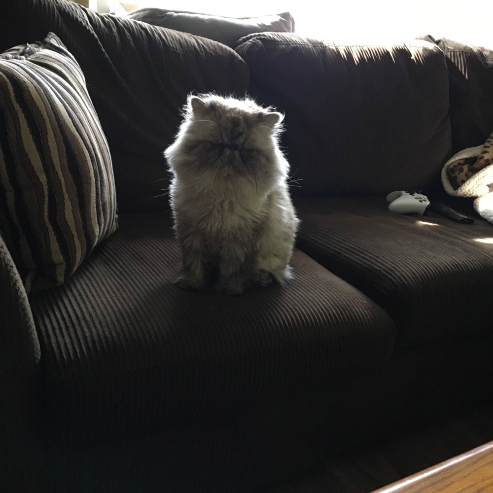 Meet your Posher, Codey
